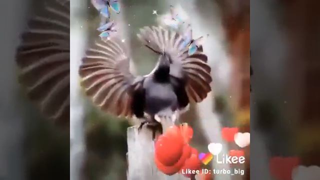 танцующая птица очень романтично💚❤💛 смотреть онлайн