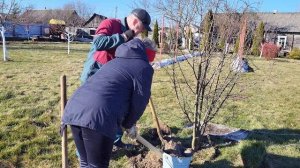 Весенняя пересадка больших деревьев и кустов на новое место. Бересклет и бисерник в нашем саду.