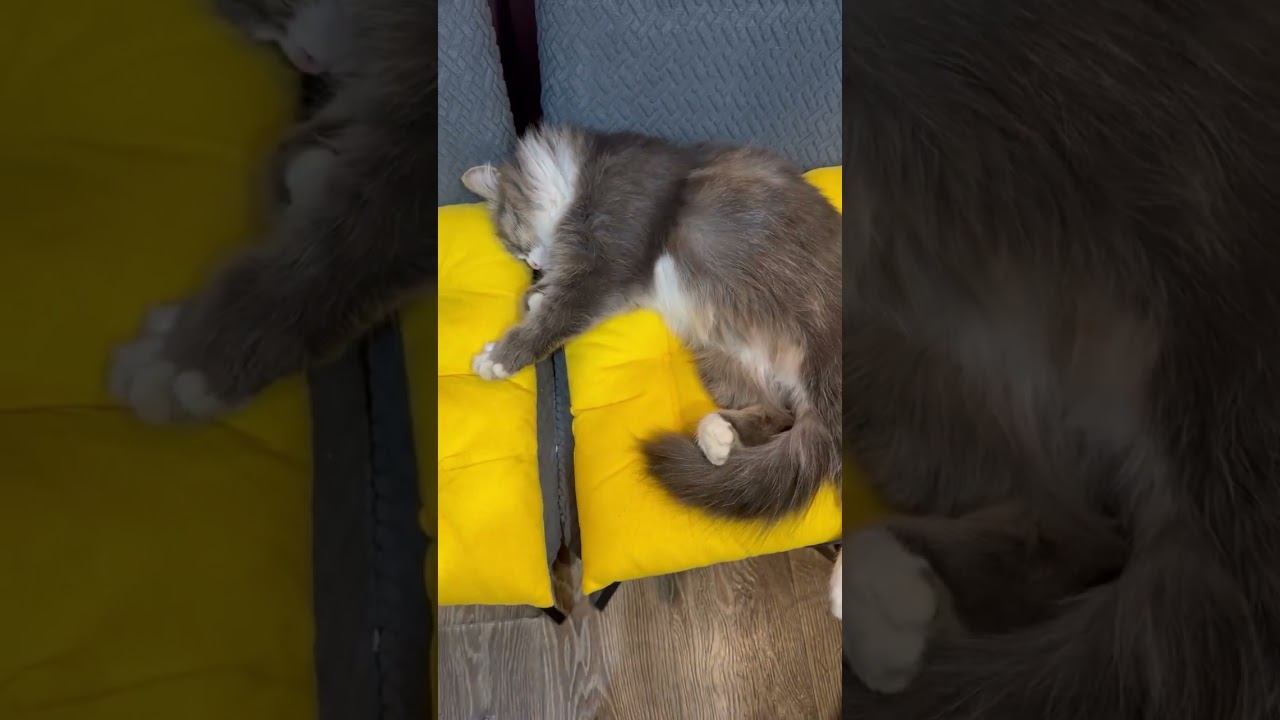 Постный грибной суп на обед смотреть онлайн