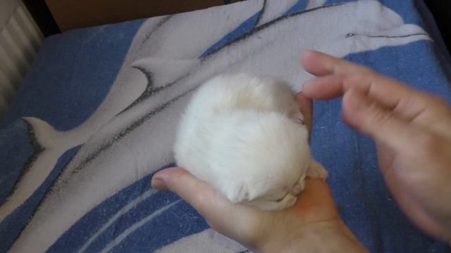Привет Мир! Котятам 2 недели! Все открытили глазки смотреть онлайн