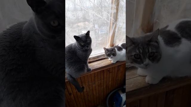 Кузенька с Афиной гуляют на балконе смотреть онлайн