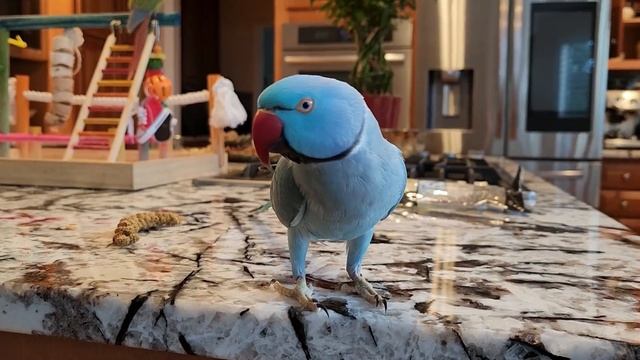 Попугай и любимое лакомство \ Indian Ringneck Parakeet Blue with his favorite treat смотреть онлайн