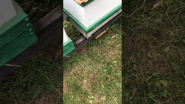 Удачно остался сегодня дома.Два роя за один день #пчелы #бойцовая #природа#Чечня#чпЧечня# смотреть онлайн