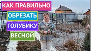 ПОЧЕМУ ВАЖНО ОБРЕЗАТЬ ГОЛУБИКУ ВЕСНОЙ!