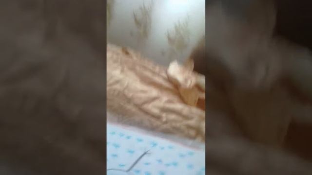 МОЙ АЛЬБОМЧИК!ШКОЛЬНЫЙ.Я В 5 КЛАССЕ УЖЕЕ !!! смотреть онлайн