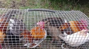 Ярмарка-выставка голубей Новониколаевский р-н х.Алексиковский 12.04.2025