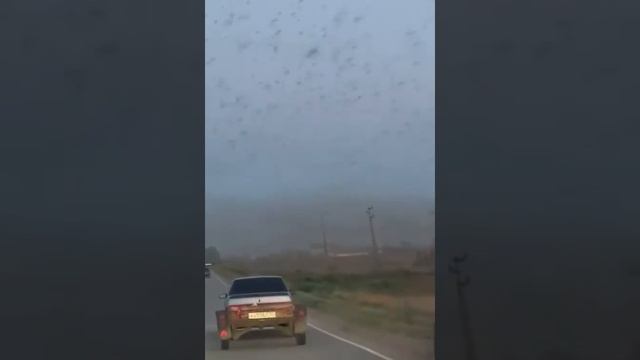 «Я думала это дым, а это саранча» #shorts смотреть онлайн