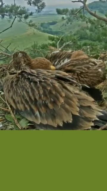 The 🦅 Brothers Go Head to Head, cozying up @orlan.beloxvost Братья идут голова к голове, прижимаяс смотреть онлайн