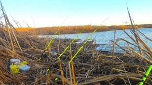 ОНО ЗАГНУЛО И В ВОДУ... ФРИКЦИОН ТРЕЩИТ!!!! Рыбалка на сазана