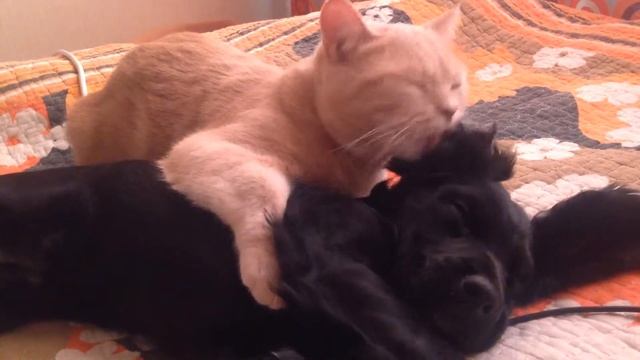 Кот собаке?ну как сказать смотреть онлайн