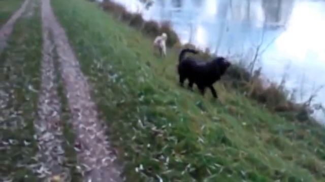 charlie und grissini, HTF mini treffen смотреть онлайн