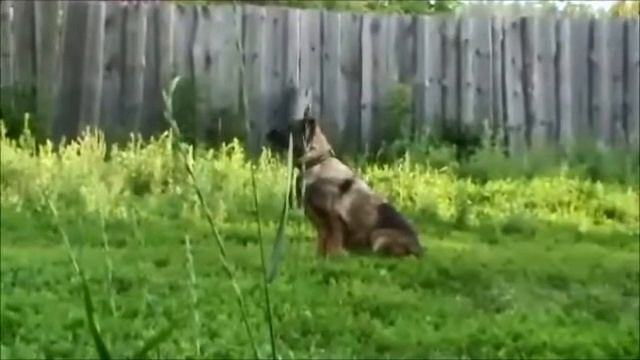 Профи от Серых Псов.wmv смотреть онлайн