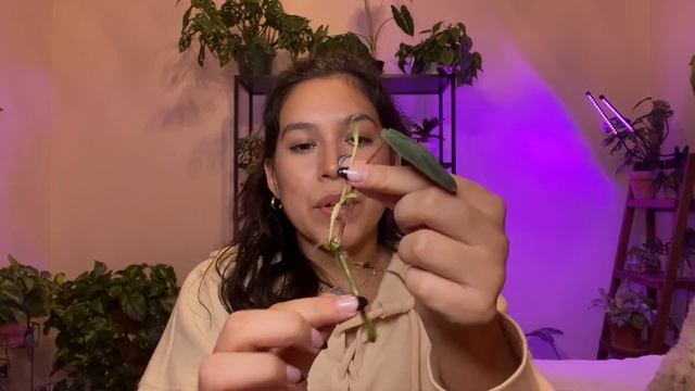 Everything I'm Currently Propagating | Water vs Prop Box смотреть онлайн