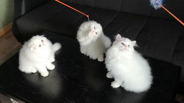 Помет И д.р.17 .07.18 смотреть онлайн