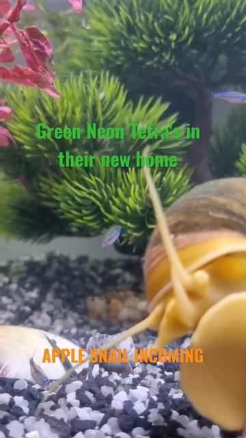 Green Neon tetras in new home #fish #aquarium #applesnail #tank #shorts #feedingtime смотреть онлайн