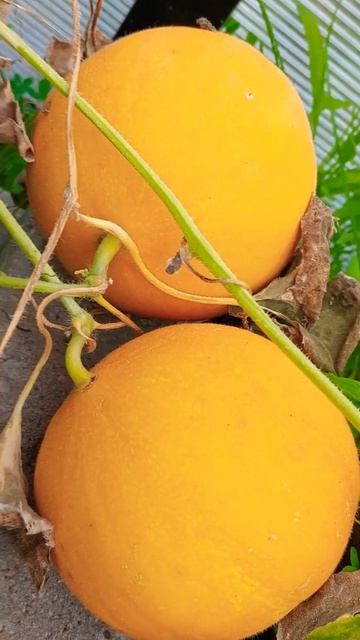 25 августа 2023 г. смотреть онлайн