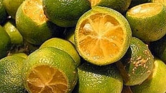 Calamansi Juice – Incredible Health Benefits & Recipe Calamansi Juice