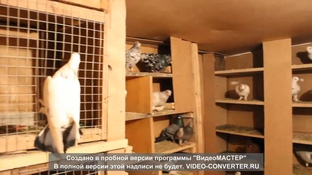 голубь играет в голубятне смотреть онлайн