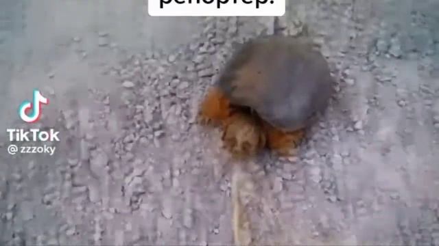 черепаха убила человека из горячей лини смотреть онлайн