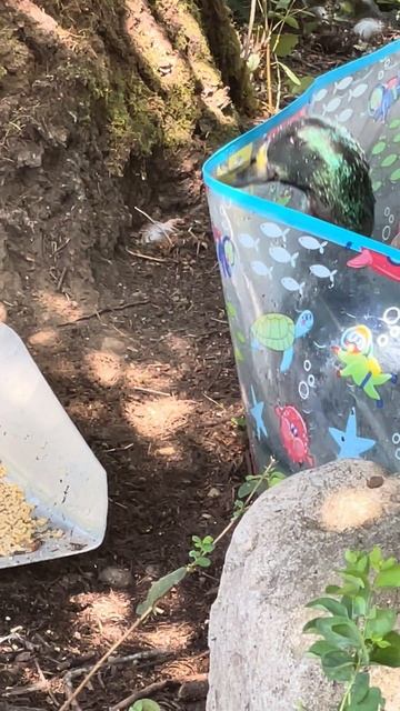 Lazy Duck. #ducklove # #birds #funny #ducklover #duck