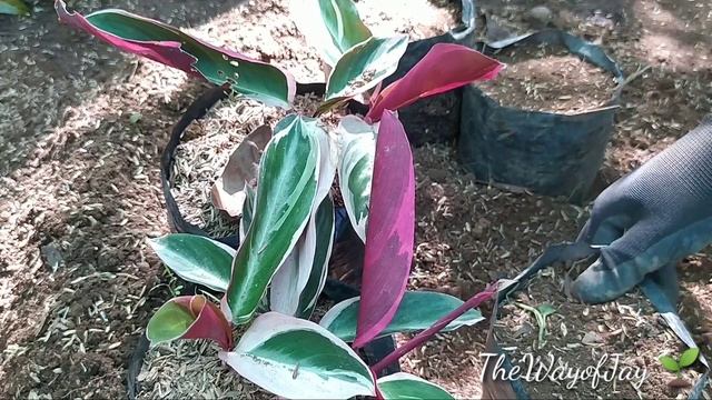 How To Propagate Calathea Triostar смотреть онлайн