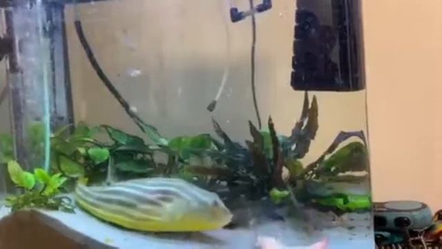 Тетрадон Фахака Вечеряти пора смотреть онлайн