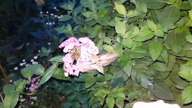 Необычная птичка смотреть онлайн