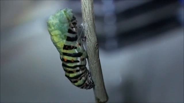 Swallowtail - Chrysalis - Pupa x6 смотреть онлайн