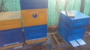 Переход с 300 на 145 рамку весной. И очень важное здоровье!