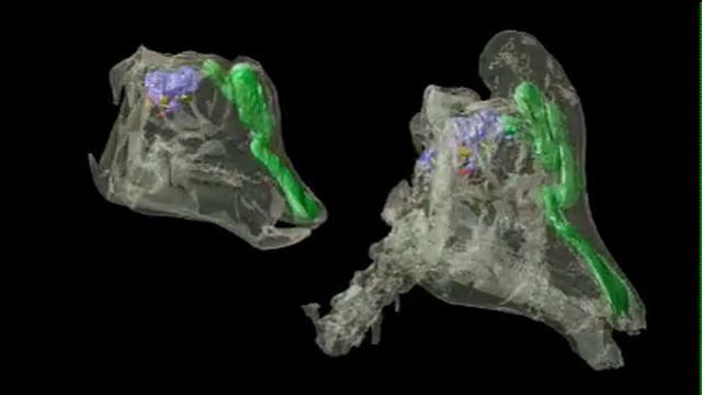 WitmerLab: Lambeosaur Crests Revealed смотреть онлайн