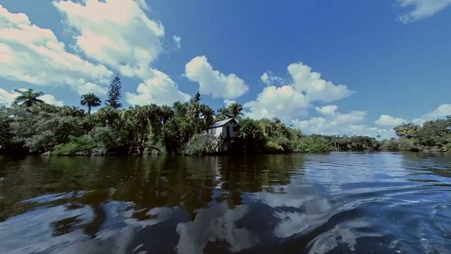 Alligator Cruzin' The Orange River In A Scarab 165 Jet Boat.