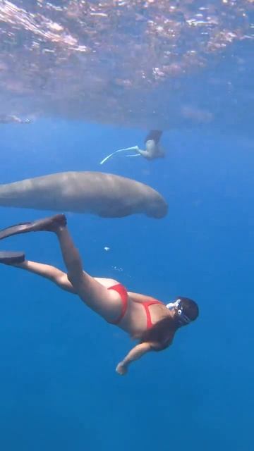 Magical Encounter: Swimming with Dugong in Marsa Alam смотреть онлайн