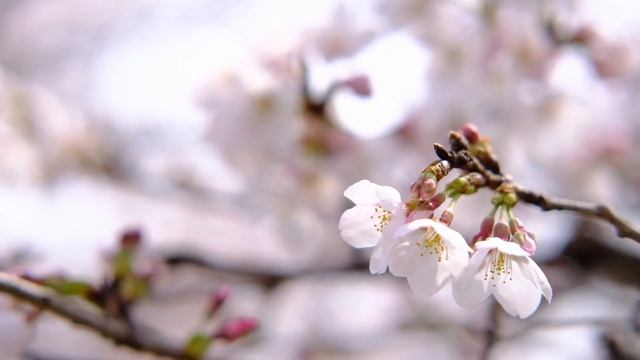 京都の桜🌸2024年満開のソメイヨシノをめぐってきました🌸#cherryblossom#sakura#Kyoto смотреть онлайн