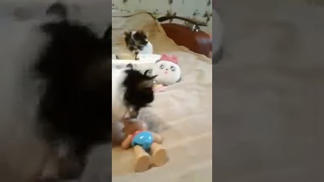 Щенки Бивер Мини смотреть онлайн