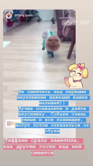 Собака первый раз ходит в обуви смотреть онлайн