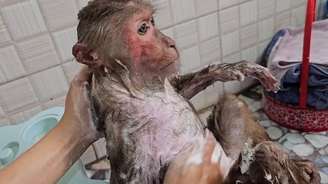 Super funny! Baby monkey Su, Kuku & Mi fight over in line to take bath смотреть онлайн