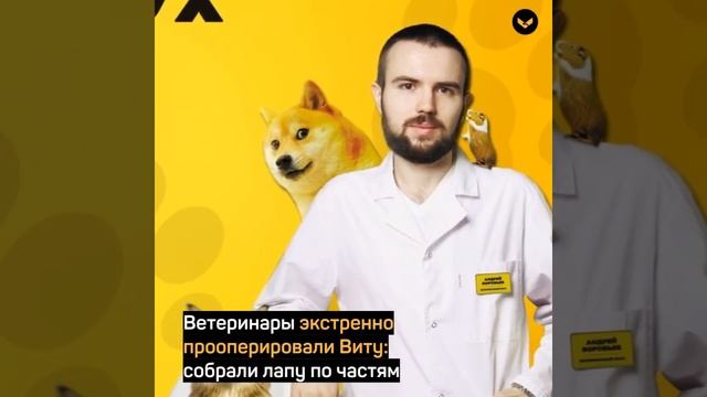 В Московской области неравнодушные люди собрали деньги на операцию для маламута смотреть онлайн