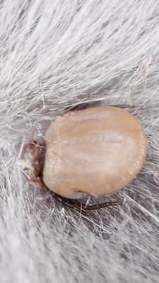 Как правильно вытащить клеща