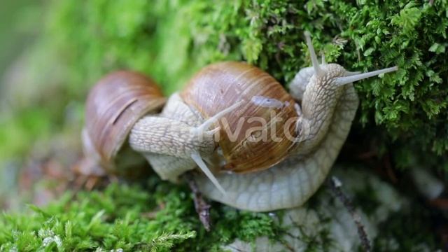 Helix Pomatia Also Roman Snail, Burgundy Snail | Stock Footage - Videohive смотреть онлайн