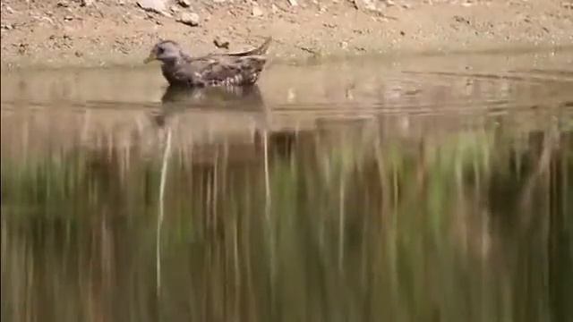 Spotted Crake смотреть онлайн