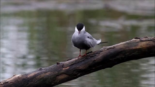 Guifette Moustac - Whiskered Tern смотреть онлайн