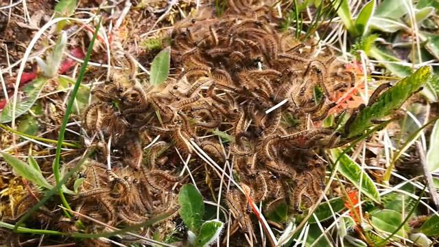 Black metal caterpillars \m/ смотреть онлайн
