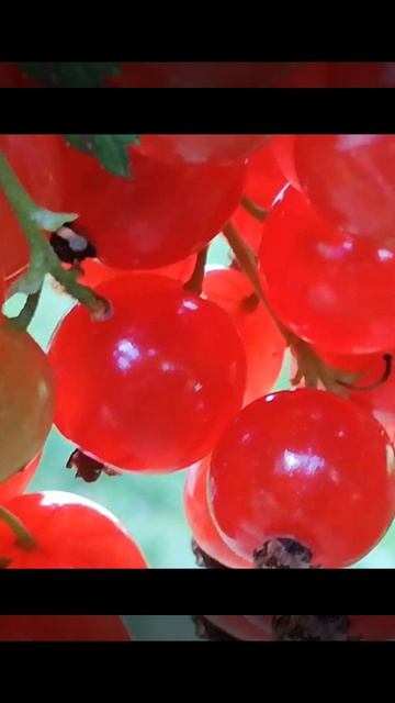 Красная смородина #лето смотреть онлайн