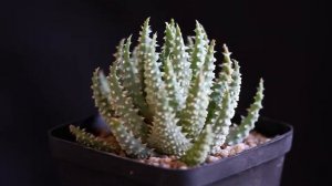 Aloe humilis