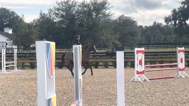 FOR SALE Freya 2’11 jumpers at Okonokos смотреть онлайн