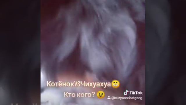 Пушок в детстве был дерзким малым😁💪 #чихуахуа #チワワ #猫 смотреть онлайн
