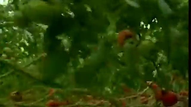 Гидропоника усулида ташкил этилган замонавий иссиқхона. смотреть онлайн