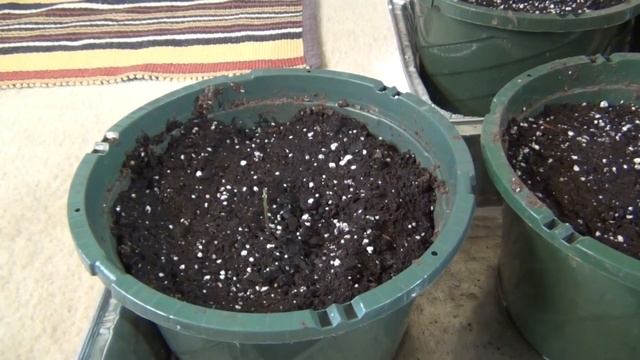 Growing a Chestnut Tree from a Nut смотреть онлайн