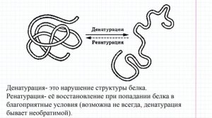 43 Физиология пищеварения