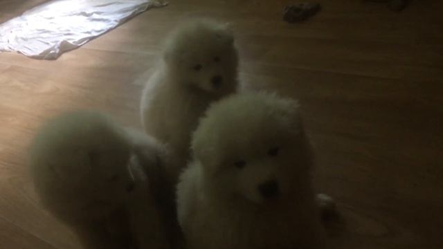 Щенки самоедики сдуваются смотреть онлайн